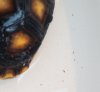 tortoisebugs.jpg