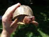 MR turtle.JPG