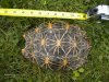 startortoises 768.JPG