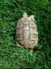 tortoise01.jpg