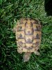 tortoise02.jpg