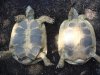 Tortoises01.JPG