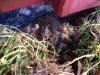 ImageUploadedByTortForum1395695256.721196.jpg