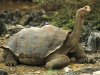 galapagos-tortoise_532_600x450.jpg