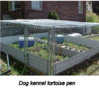 Predator_proof_tortoise_pen_using_a chain_link_dog_kennel_and_a_heavy_gage_wire_top.jpg