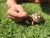 ImageUploadedByTortoise Forum1398377077.379390.jpg