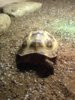 ImageUploadedByTortoise Forum1398447535.086820.jpg