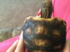 ImageUploadedByTortoise Forum1398820431.432410.jpg