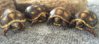 ImageUploadedByTortoise Forum1399131505.981691.jpg