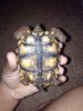 ImageUploadedByTortoise Forum1399223073.559603.jpg