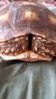 shy tortoise.jpg