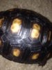 ImageUploadedByTortoise Forum1399401263.427398.jpg