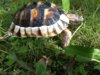 ImageUploadedByTortoise Forum1399704623.576896.jpg