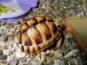 EgyptianTortoise8.jpg