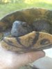 turtle photo 5.JPG