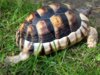 ImageUploadedByTortoise Forum1400087851.035411.jpg