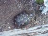 desert tortoise - Pokey 5-17-14 a.jpg