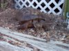 desert tortoise - Skinny Minnie - 5-17-14 b.jpg