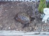 desert tortoise - Skinny Minnie 5-17-14 a.jpg