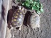 desert tortoise - Mi-Shell & Grn Eyes.jpg