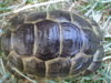 jules' new tortoise pics 002.JPG