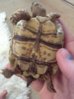 ImageUploadedByTortoise Forum1401035382.507074.jpg