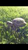 ImageUploadedByTortoise Forum1401494018.241823.jpg