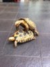 ImageUploadedByTortoise Forum1401679379.513648.jpg