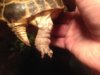 ImageUploadedByTortoise Forum1401804112.579060.jpg