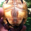 ImageUploadedByTortoise Forum1401926716.785854.jpg