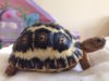 ImageUploadedByTortoise Forum1402094357.475685.jpg