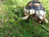 ImageUploadedByTortoise Forum1402419101.427121.jpg