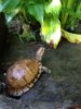 ImageUploadedByTortoise Forum1402456773.809022.jpg