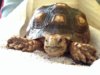 ImageUploadedByTortoise Forum1402625105.439484.jpg