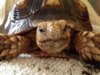 ImageUploadedByTortoise Forum1402625151.808529.jpg