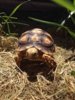 ImageUploadedByTortoise Forum1402631507.174205.jpg