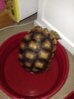 ImageUploadedByTortoise Forum1402674108.929155.jpg