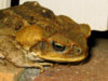 cane-toad.jpg