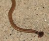 flathead worm.jpg