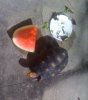 Watermelon1.JPG