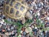 tortoise 1.jpg