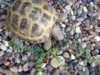 tortoise 2.jpg