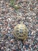 tortoise 3.jpg