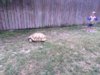 ImageUploadedByTortoise Forum1403234479.709319.jpg