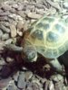 ImageUploadedByTortoise Forum1403636482.583345.jpg