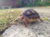 ImageUploadedByTortoise Forum1403873124.488242.jpg