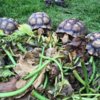 ImageUploadedByTortoise Forum1404061313.843872.jpg