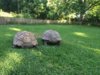 ImageUploadedByTortoise Forum1404061358.198804.jpg