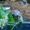 Tortoise hatchling.jpg