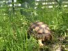 ImageUploadedByTortoise Forum1404299833.696291.jpg